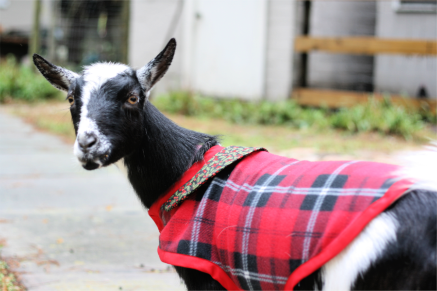 goat coat